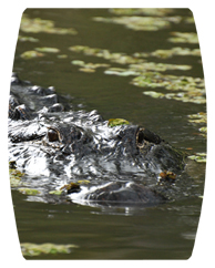 DAREC 300 Alligator
